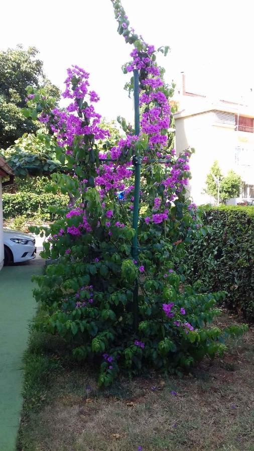 Apartment In Rovinj/istrien 11563 Rovinj